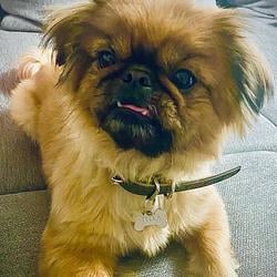 Stelladog