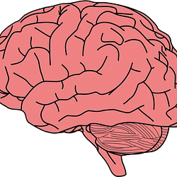 Brain / SOL