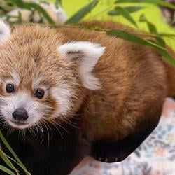 Pabu