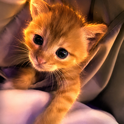 PUSSY / SOL