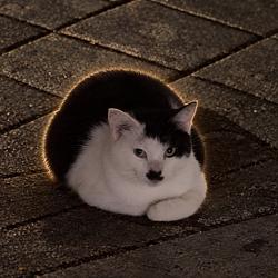 Catolf Kitler
