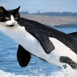 ORCAT
