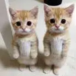 Digital Twins