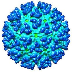 WEEVIRUS / SOL
