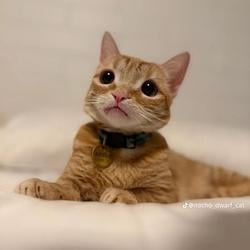Nacho