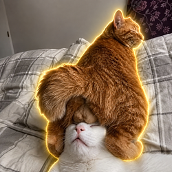 catball / SOL