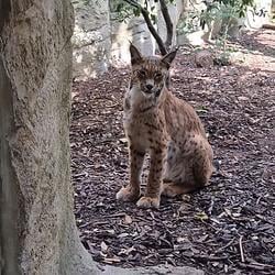 Lynx / SOL