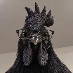 blackcock