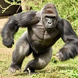AGI / NVDA