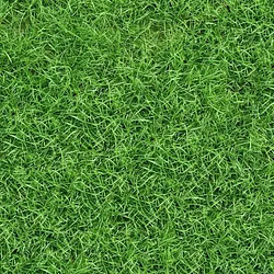 GRASS / SOL