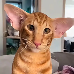 Dobby / SOL