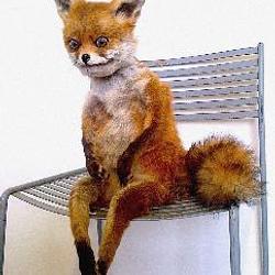 Stoned Fox