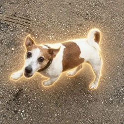 frodo