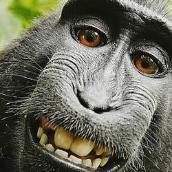 APE IT