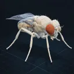 FLY