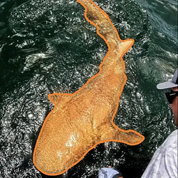 Ginglymostoma