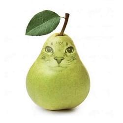 Purred