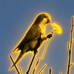 PARROT
