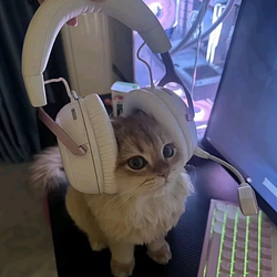 TrenchCat