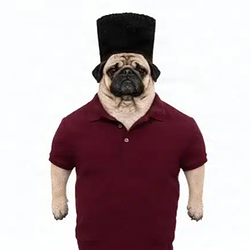 Pug