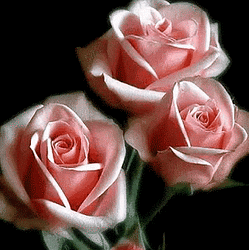 ROSES / SOL