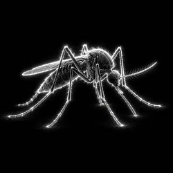 Mosquito