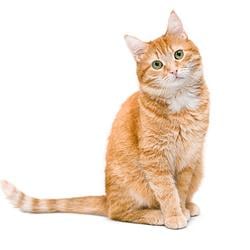 Miao