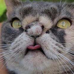 RCAT