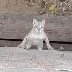 ClimbCat