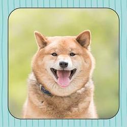 FDOG