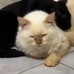 GORDO