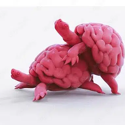 BRAIN