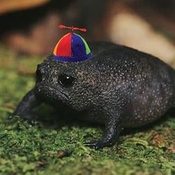 TURTL
