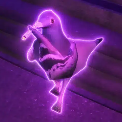 PIGEON