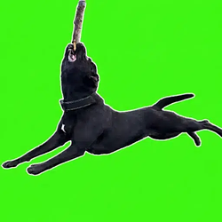 DOGCOPTER