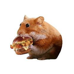 NOMNOM