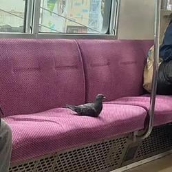Pigeon / SOL