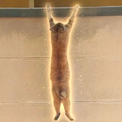 Hodlcat / SOL