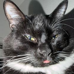 MEOWMEOW / SOL