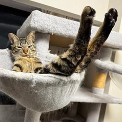 CHILLCAT / WETH