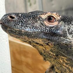 KOMODO