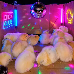 CHICKS / SOL