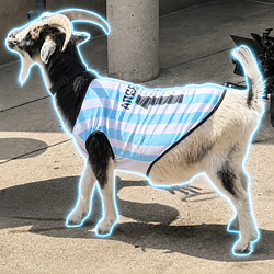 GOAT / SOL