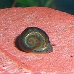 Snail / SOL