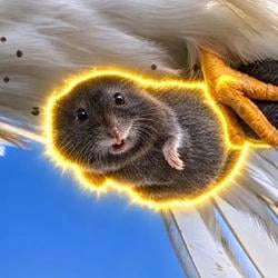 vole / SOL