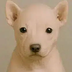 Rawdog / SOL
