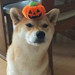 pumpinu