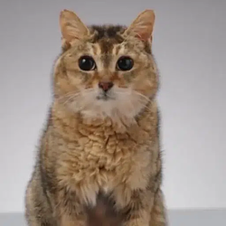 Iphone Cat / WETH