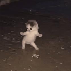 DANCINGCAT