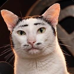 topcat